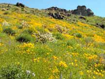 Wild flowers in bloom near Oatman, Arizona